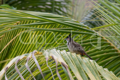 Rotohrbülbül auf einer Palme