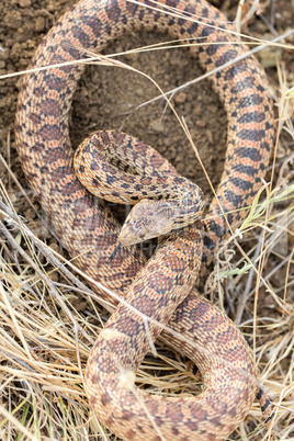 Pacific Gopher Snake (Pituophis catenifer catenifer) Adult in defensive posture.