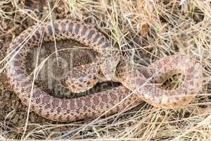 Pacific Gopher Snake (Pituophis catenifer catenifer) Adult in defensive posture.