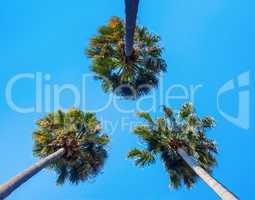 three palms on sky