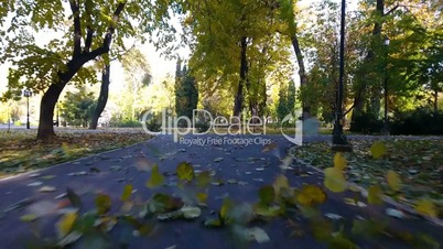 Aerial footage of autumnal nature scenery in city park