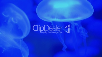 Jellyfish move in the water on a blue background