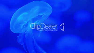 Jellyfish medusa underwater