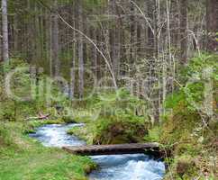 creek in forest