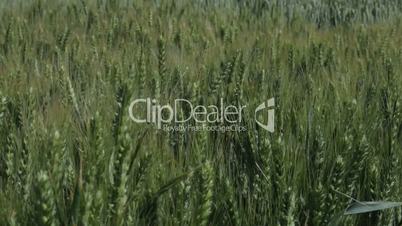 Wheat field in windy weather pan shooting