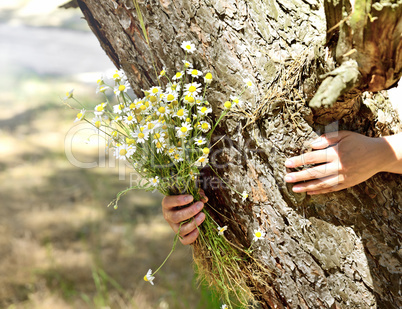 bouquet of white daisies in a human hand, a sunny day