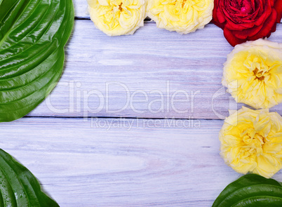 wooden background with buds of roses