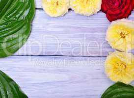 wooden background with buds of roses