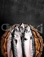 Fresh whole mackerel on a copper plate, top view, empty space at