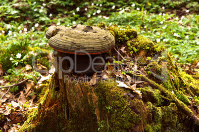 moss, sphagnum, lichens, stump, snag, cut down, old, tree