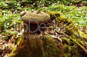 moss, sphagnum, lichens, stump, snag, cut down, old, tree