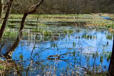 swamp, bog, marsh, mire, wetland, fen, morass, quagmire, slough, marshland