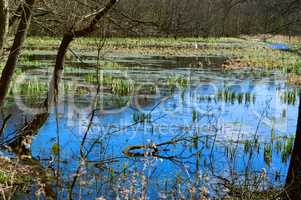 swamp, bog, marsh, mire, wetland, fen, morass, quagmire, slough, marshland