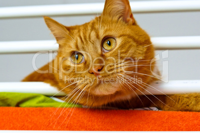cat, red, home, soft, caress, love