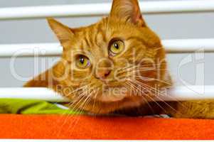 cat, red, home, soft, caress, love