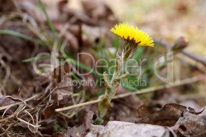 mother and stepmother, flowers, yellow, early, first, flowers, forest, spring