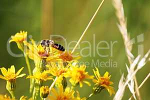 Biene sammelt Blütenstaub auf gelber Blüte