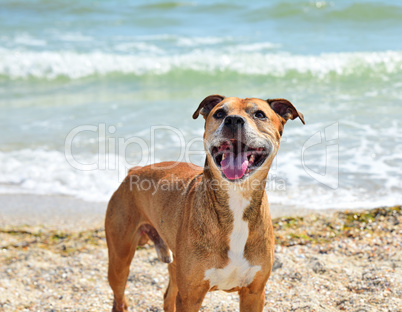 Redhead American pit bull terrier