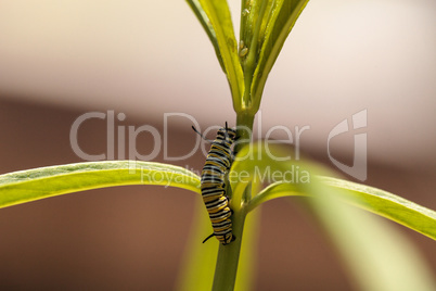 Monarch caterpillar, Danaus plexippus, in a butterfly garden