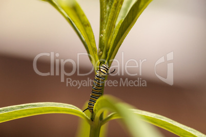 Monarch caterpillar, Danaus plexippus, in a butterfly garden