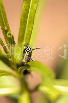 Monarch caterpillar, Danaus plexippus, in a butterfly garden