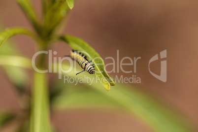 Monarch caterpillar, Danaus plexippus, in a butterfly garden