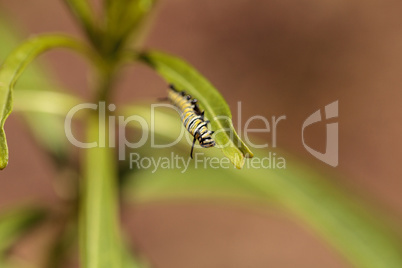 Monarch caterpillar, Danaus plexippus, in a butterfly garden
