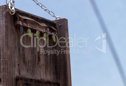 Monarch butterfly chrysalis, Danaus plexippus, in a butterfly ga