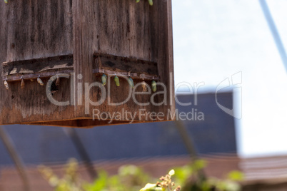 Monarch butterfly chrysalis, Danaus plexippus, in a butterfly ga