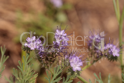 Purple flowers of desert sage Salvia dorrii blooms in the desert
