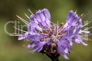 Macro Purple clusters of flowers on the Cleveland sage plant Sal