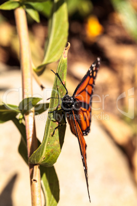 Monarch butterfly, Danaus plexippus, in a butterfly garden
