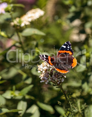 Red admiral butterfly, Vanessa atalanta, in a butterfly garden