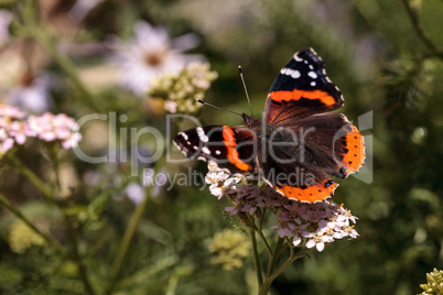 Red admiral butterfly, Vanessa atalanta, in a butterfly garden
