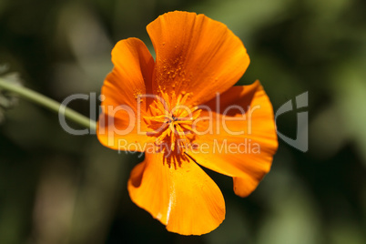 Bright orange poppy Papaver orientale