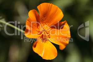 Bright orange poppy Papaver orientale