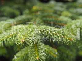 Wet green twig of a fir