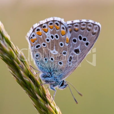 Close up of a beautiful butterfly (Common Blue,Polyommatus icarus)