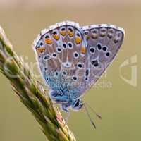 Close up of a beautiful butterfly (Common Blue,Polyommatus icarus)