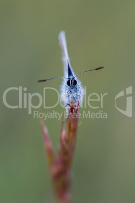 Close up of a beautiful butterfly (Common Blue,Polyommatus icarus)