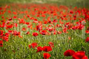 Poppy field in the sunset light