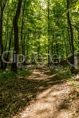 Green forest with oak trees in a beautiful sunlight
