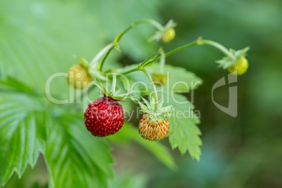 Wild forest strawberries