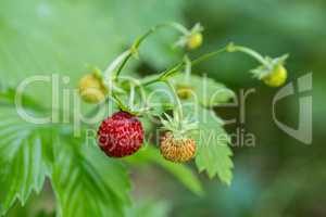 Wild forest strawberries