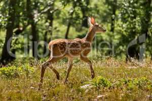 Young fawn on the forest