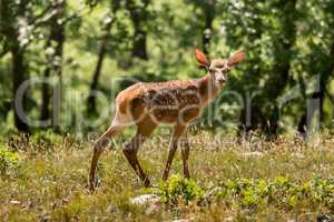 Young fawn on the forest