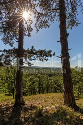 Sunlight in the green forest, spring time