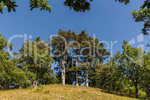 Sunlight in the green forest, spring time