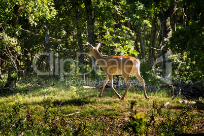 Red deer on the forest in spring
