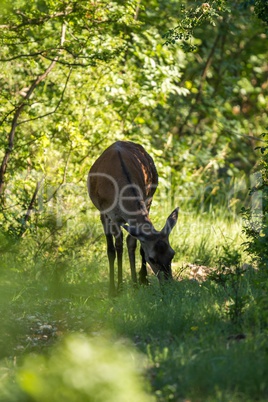 Red deer in the forest